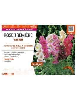 ROSE TRÉMIÈRE (varié)