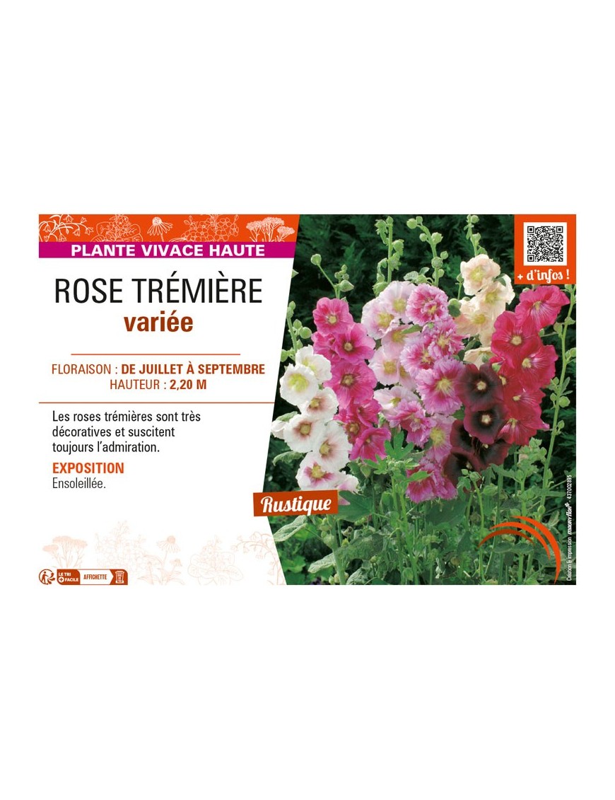 ROSE TRÉMIÈRE (varié)