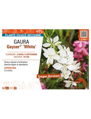 GAURA GEYSER WHITE