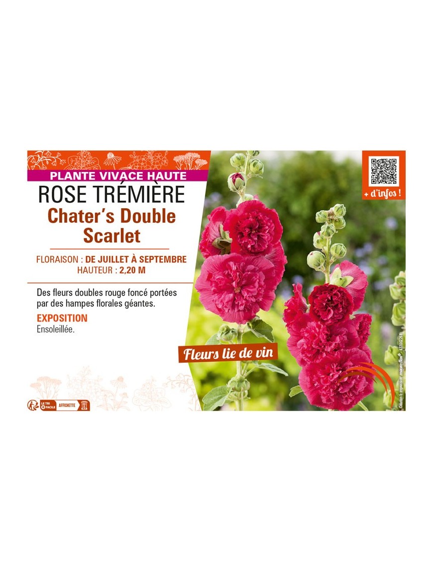 ROSE TRÉMIÈRE CHATER'S DOUBLE SCARLET