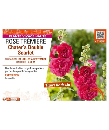 ROSE TRÉMIÈRE CHATER'S DOUBLE SCARLET