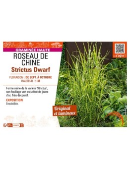 ROSEAU DE CHINE STRICTUS DWARF