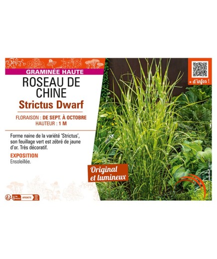 ROSEAU DE CHINE STRICTUS DWARF