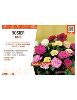 ROSIER NAIN