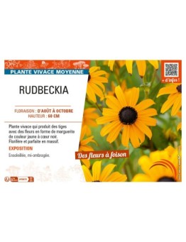RUDBECKIA