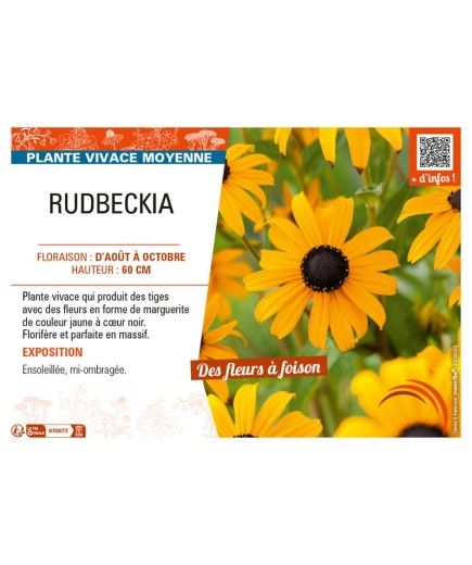 RUDBECKIA