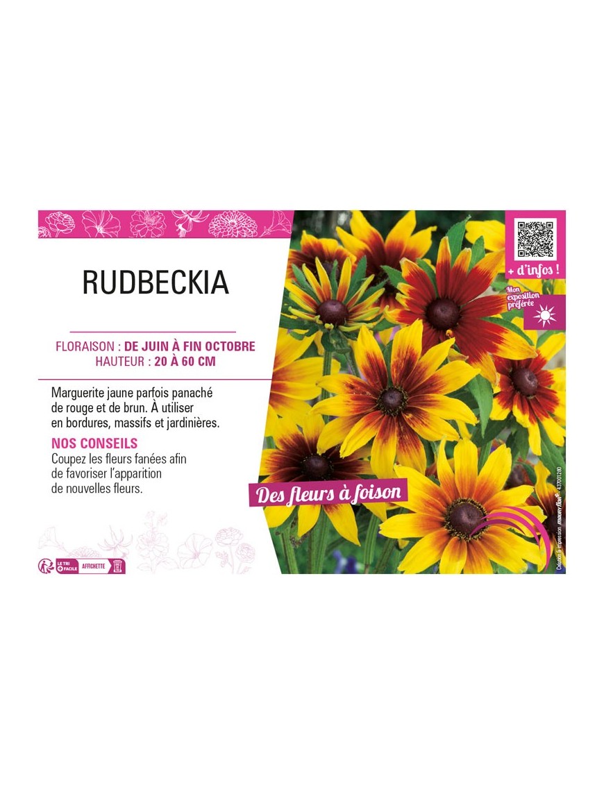 RUDBECKIA (ANNUELLE)