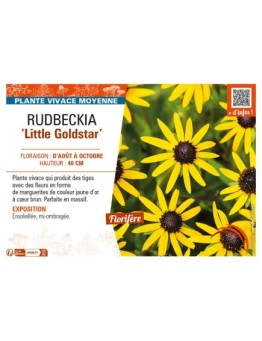 RUDBECKIA (fulgida) Little Goldstar