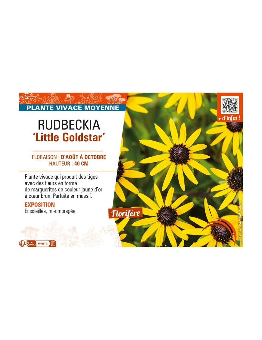 RUDBECKIA (fulgida) Little Goldstar