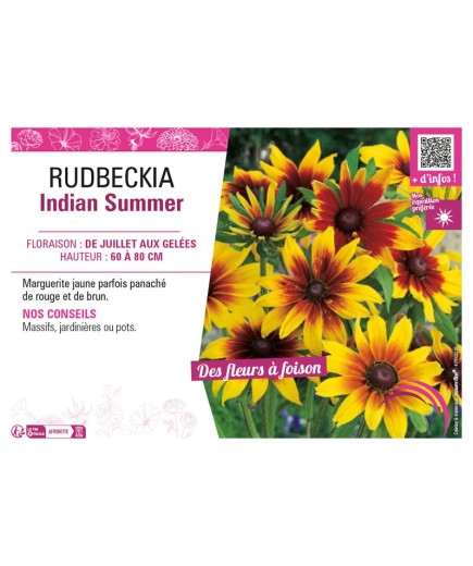RUDBECKIA INDIAN SUMMER