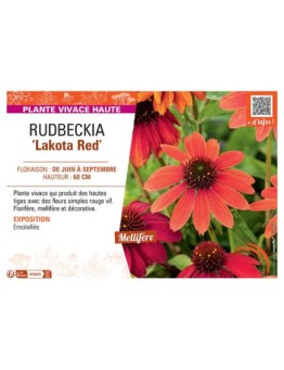 RUDBECKIA ‘Lakota Red’