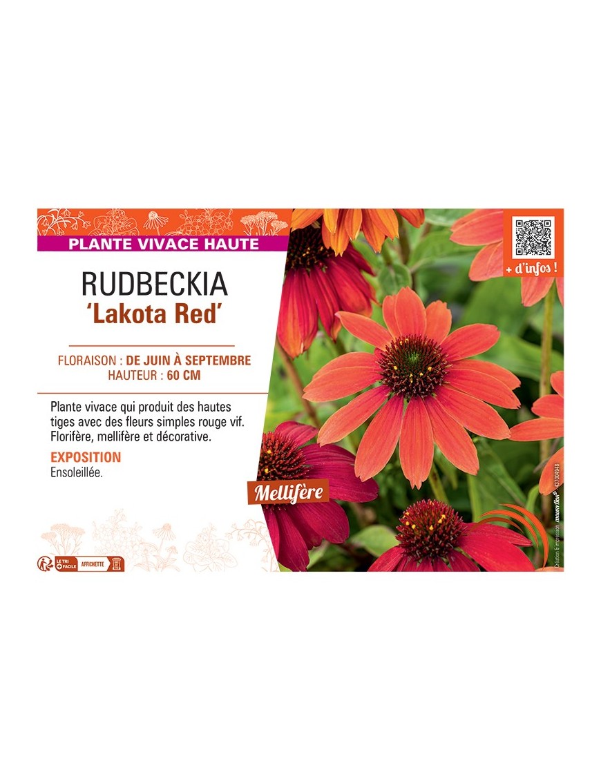 RUDBECKIA ‘Lakota Red’