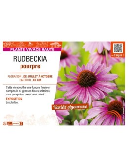 RUDBECKIA POURPRE