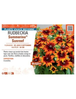 RUDBECKIA Summerina® Sunreef