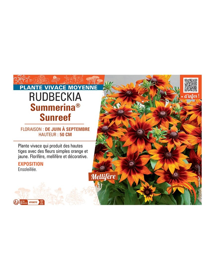RUDBECKIA Summerina® Sunreef
