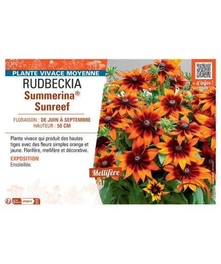 RUDBECKIA Summerina® Sunreef
