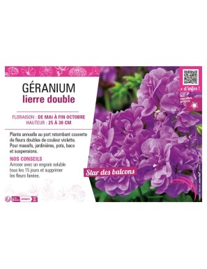 GÉRANIUM LIERRE DOUBLE (violet)