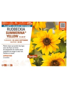 RUDBECKIA SUMMERINA® YELLOW