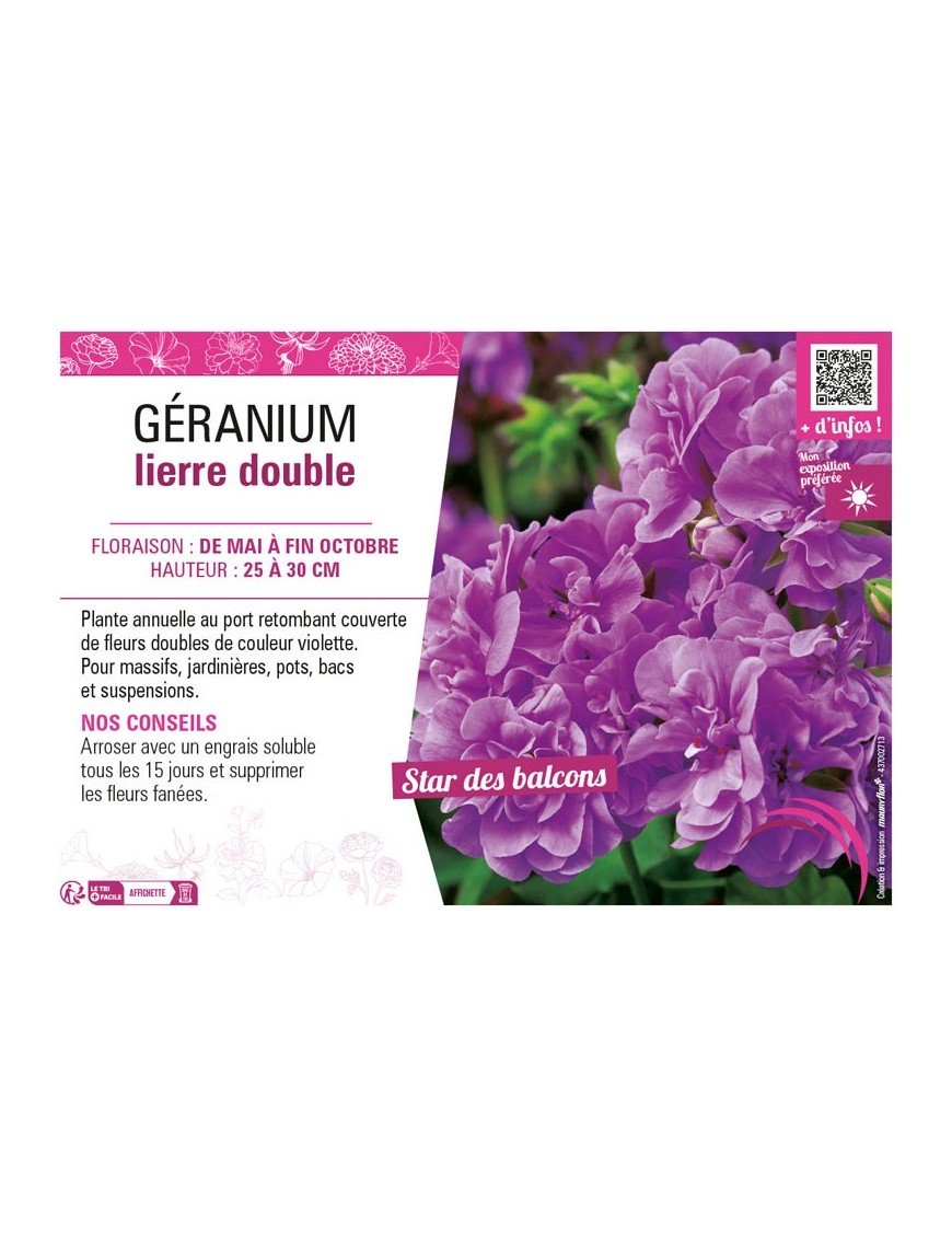 GÉRANIUM LIERRE DOUBLE (violet)