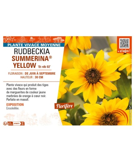 RUDBECKIA SUMMERINA® YELLOW