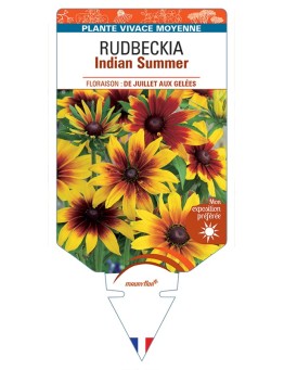 ECHINACEA purpurea Indian Summer voir Rudbeckia