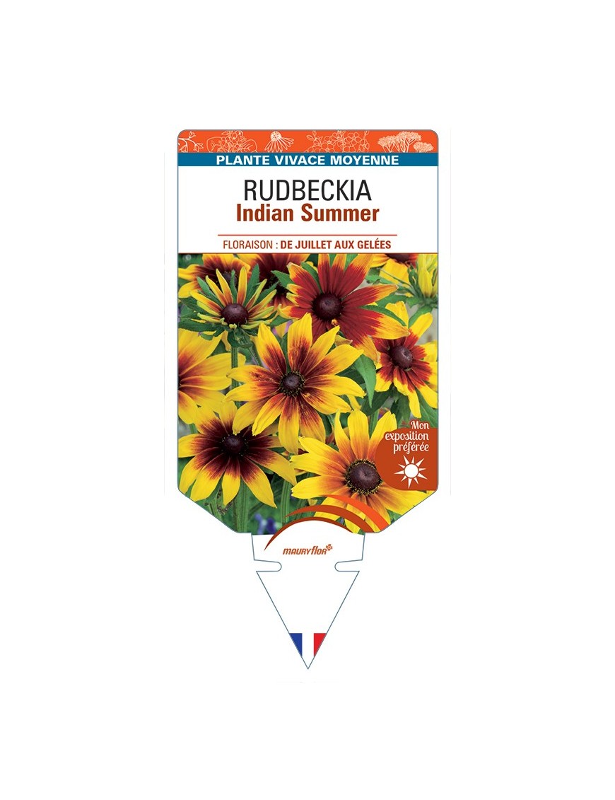ECHINACEA purpurea Indian Summer voir Rudbeckia