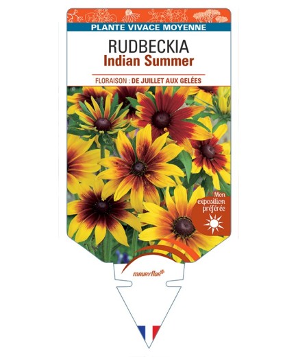 ECHINACEA purpurea Indian Summer voir Rudbeckia