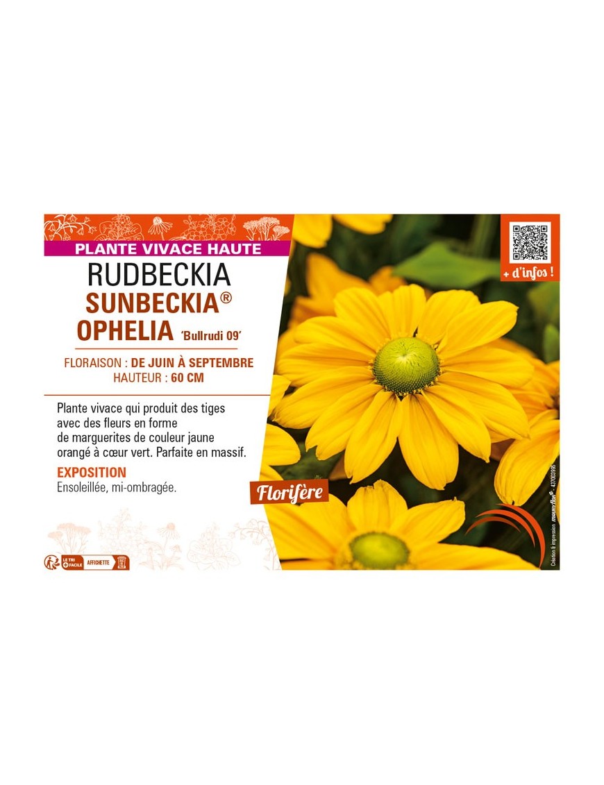 RUDBECKIA SUNBECKIA® OPHELIA