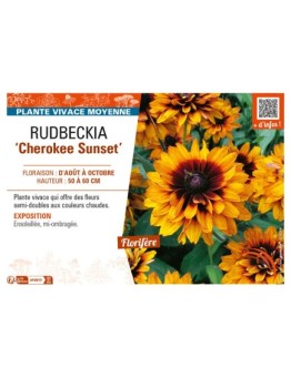 RUDBECKIA (x hirta) Cherokee Sunset