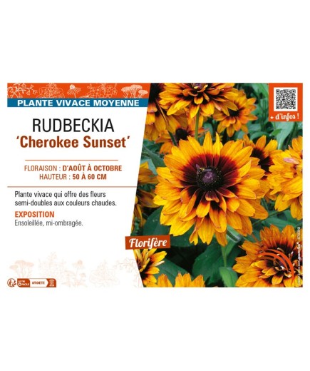 RUDBECKIA (x hirta) Cherokee Sunset