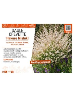 SALIX INTEGRA HAKURO NISHIKI voir SAULE CREVETTE