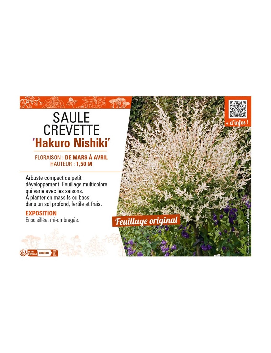 SALIX INTEGRA HAKURO NISHIKI voir SAULE CREVETTE