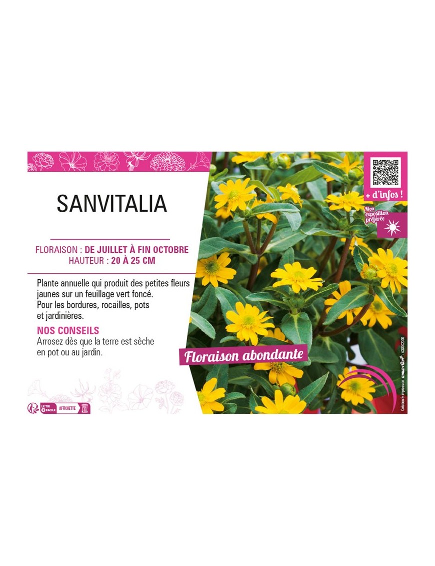 SANVITALIA