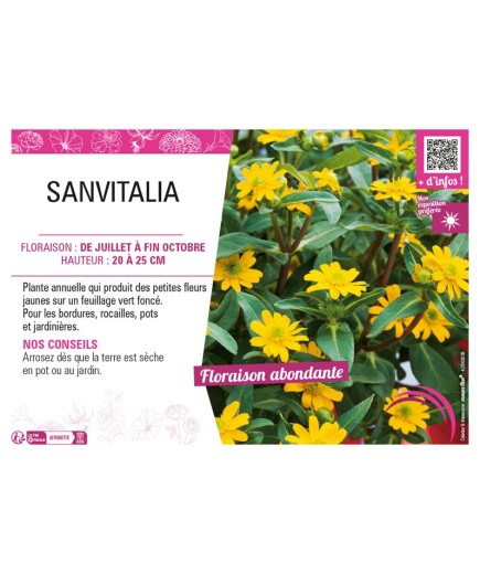 SANVITALIA