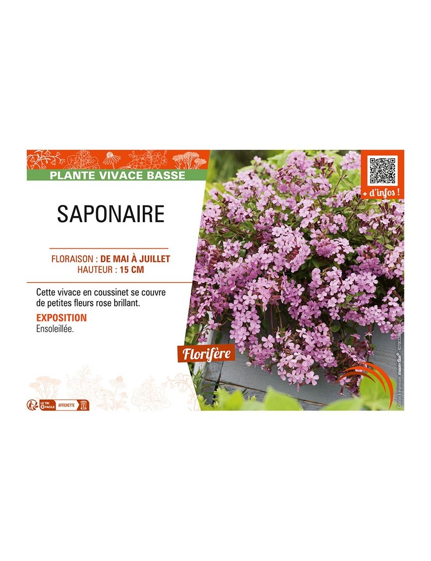 SAPONAIRE (rose)