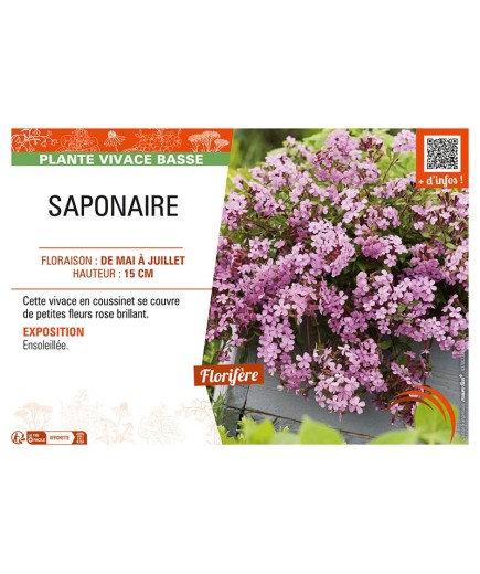 SAPONAIRE (rose)