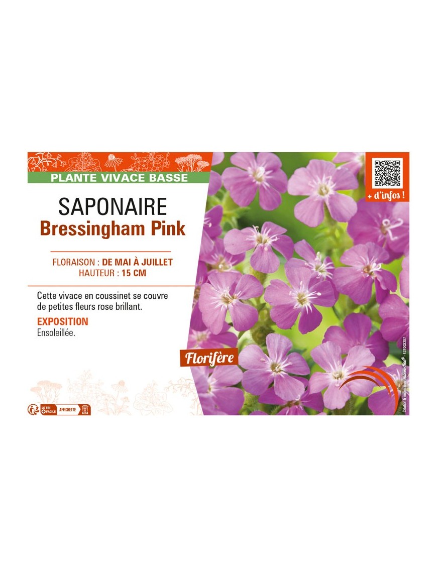 SAPONAIRE BRESSINGHAM PINK