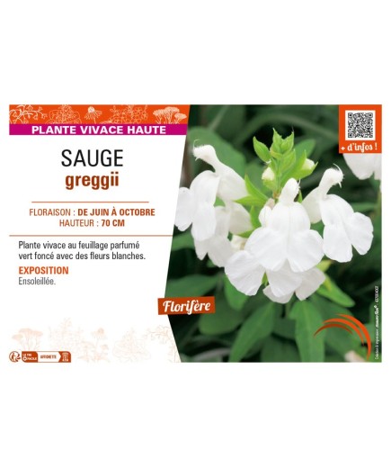 SAUGE greggii (blanche)