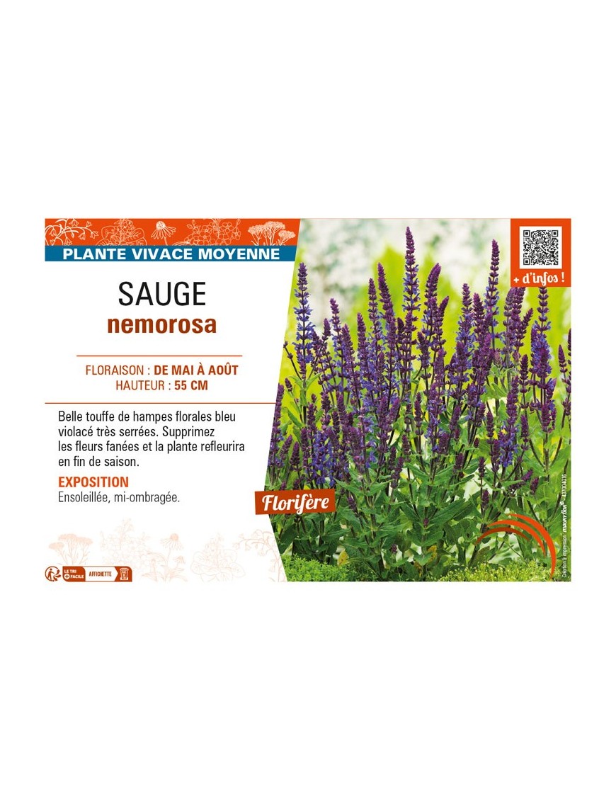 SAUGE nemorosa (bleu violacé)