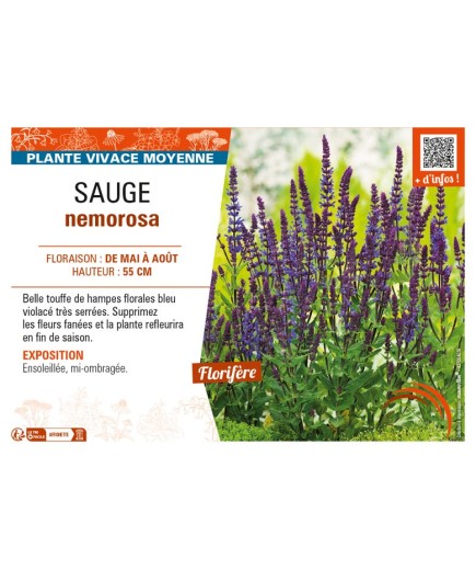 SAUGE nemorosa (bleu violacé)