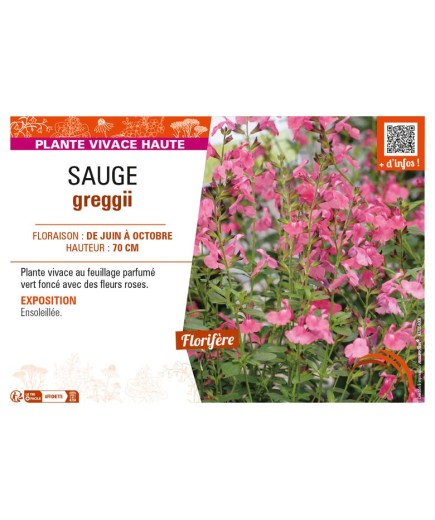 SAUGE greggii (rose)