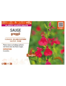 SAUGE greggii (rouge)