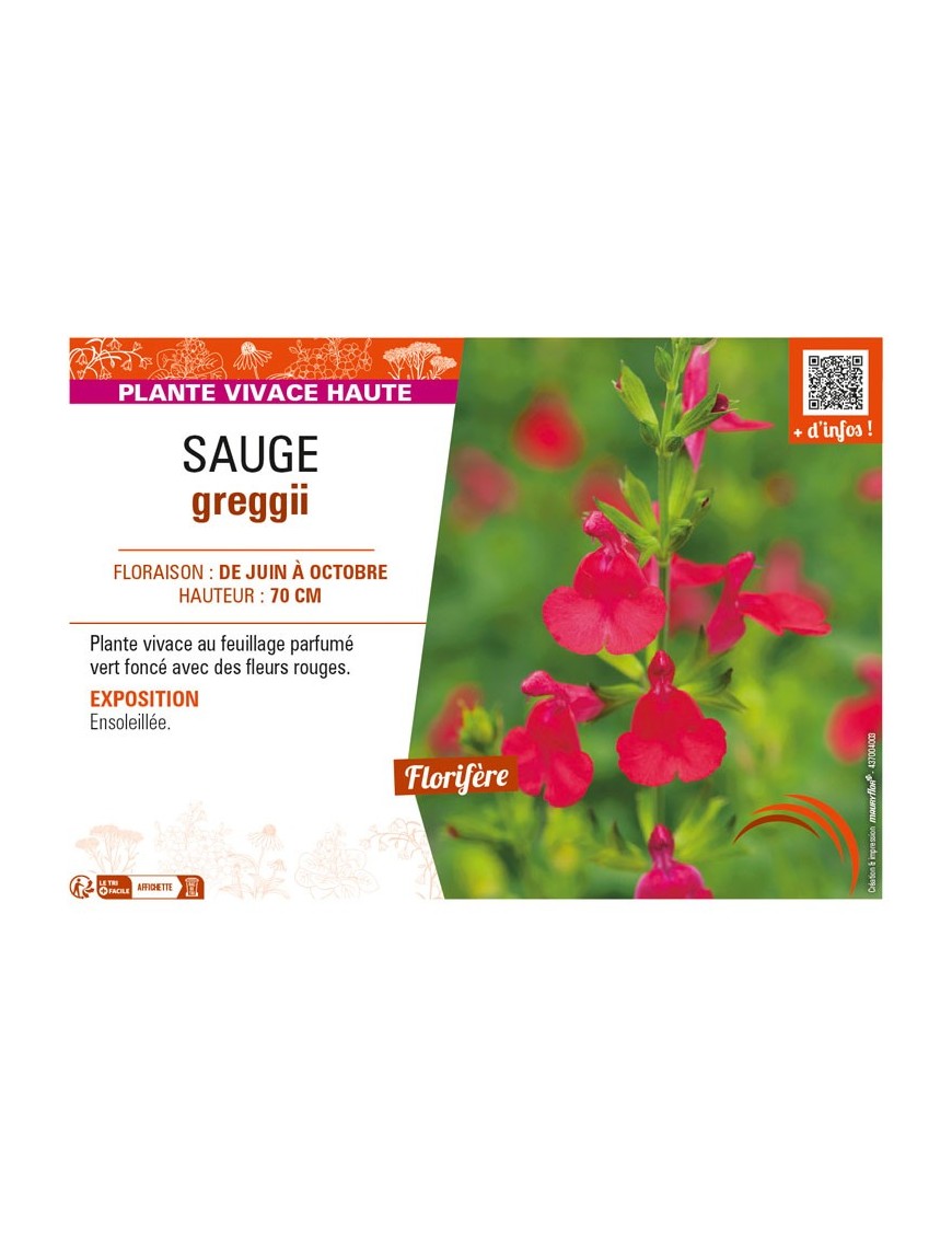 SAUGE greggii (rouge)