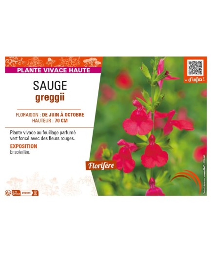 SAUGE greggii (rouge)