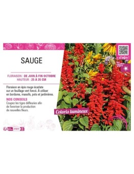 SAUGE (SPLENDENS ROUGE)