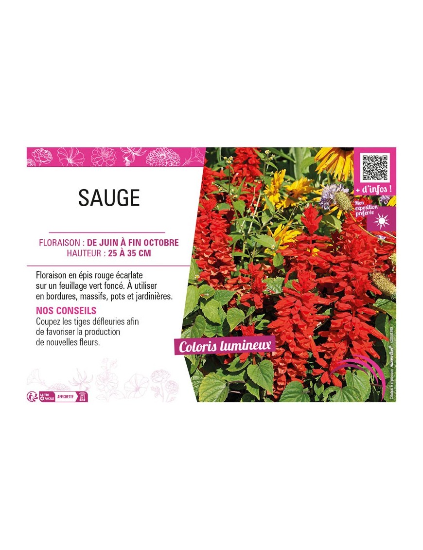 SAUGE (SPLENDENS ROUGE)