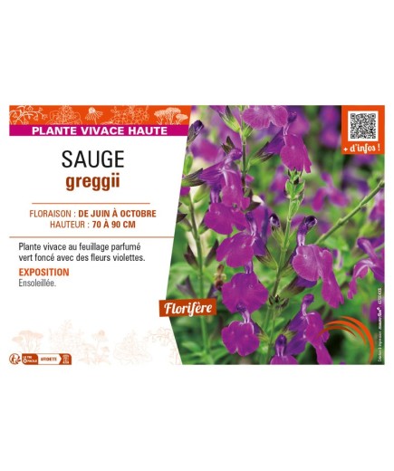 SAUGE greggii (violet)