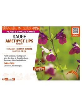 SAUGE AMETHYST LIPS Dyspurp