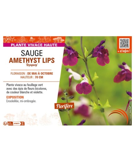SAUGE AMETHYST LIPS Dyspurp