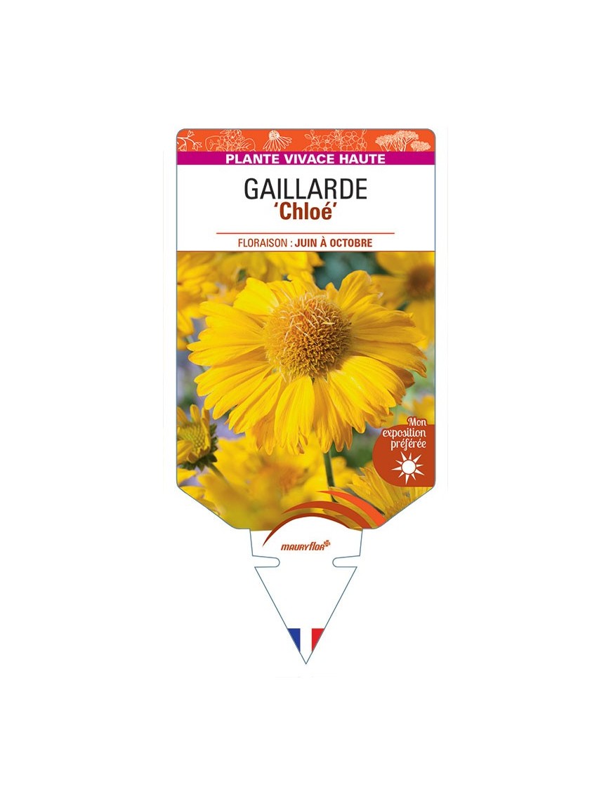 GAILLARDIA 'Chloe' (jaune) *